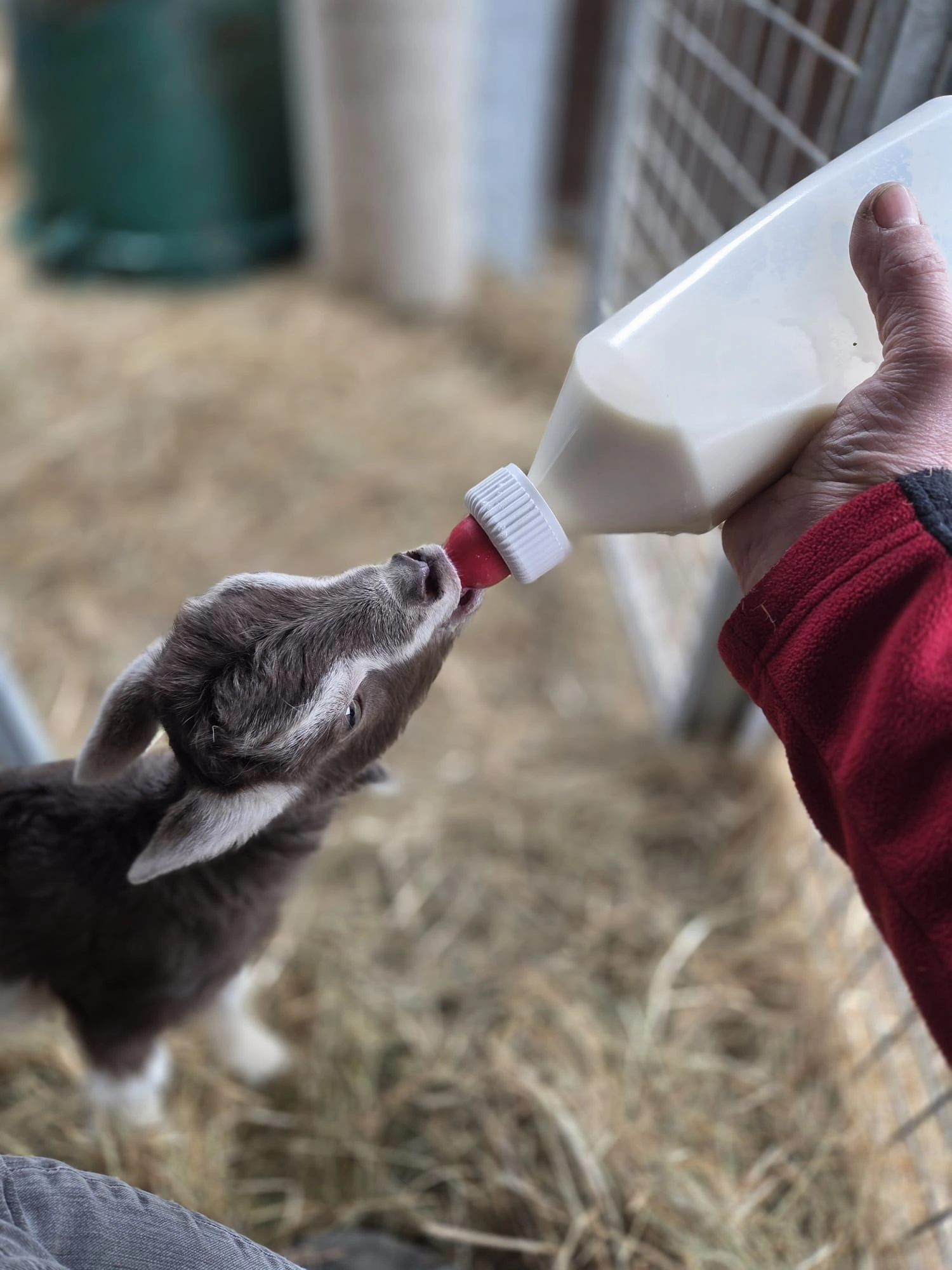 Chevreau nourri au biberon